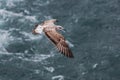 Seagull in flight against the background of water, over the blue sea . Royalty Free Stock Photo