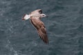 Seagull in flight against the background of water, over the blue sea . Royalty Free Stock Photo