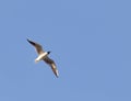 Seagull in flight against a blue sky Royalty Free Stock Photo