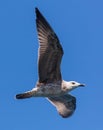 Seagull in flight against the blue sky Royalty Free Stock Photo