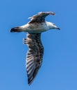 Seagull in flight against the blue sky Royalty Free Stock Photo