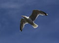 Seagull in flight Royalty Free Stock Photo