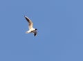 Seagull in flight against a blue sky Royalty Free Stock Photo