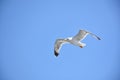 Seagull in flight against the blue sky Royalty Free Stock Photo