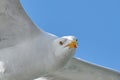 Seagull in flight against blue sky, background., seen from below. Part of body Royalty Free Stock Photo