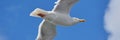 Seagull in flight, against blue sky, background, seen from below. Part of body. Wide long cover or banner Royalty Free Stock Photo