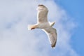 Seagull in flight against blue sky, background., seen from below Royalty Free Stock Photo