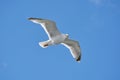 Seagull in flight against blue sky, background., seen from below Royalty Free Stock Photo