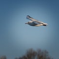 Seagull in flight against a blue sky Royalty Free Stock Photo