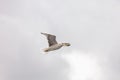 seagull in flight against the blue sky, over the blue sea. Royalty Free Stock Photo