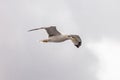 seagull in flight against the blue sky, over the blue sea. Royalty Free Stock Photo