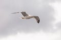 seagull in flight against the blue sky, over the blue sea. Royalty Free Stock Photo