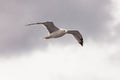 seagull in flight against the blue sky, over the blue sea. Royalty Free Stock Photo