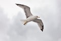 seagull in flight against the blue sky, over the blue sea. Royalty Free Stock Photo