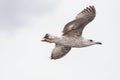 seagull in flight against the blue sky, over the blue sea. Royalty Free Stock Photo