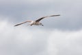 seagull in flight against the blue sky, over the blue sea. Royalty Free Stock Photo