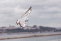 seagull in flight against the blue sky, over the blue sea. Royalty Free Stock Photo