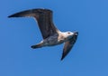 Seagull in flight against the blue sky Royalty Free Stock Photo