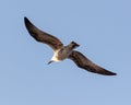 Seagull in flight against the blue sky Royalty Free Stock Photo