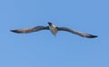 Seagull in flight against the blue sky Royalty Free Stock Photo