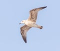 Seagull in flight against the blue sky Royalty Free Stock Photo