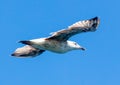 Seagull in flight against the blue sky Royalty Free Stock Photo