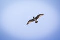 Seagull in flight against a blue sky with sunlight through feathers Royalty Free Stock Photo