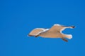 Seagull in flight against the blue sky Royalty Free Stock Photo