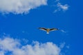 A seagull in flight, against bright blue sky; a concept of freedom and happiness.