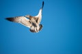 Seagull in flight against a cloudless blue sky background Royalty Free Stock Photo