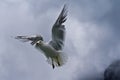 Seagull in flight against a cloudy sky with gray clouds Royalty Free Stock Photo