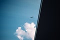 Seagull flight against light blue sky