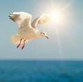 Seagull in flight against the sky Royalty Free Stock Photo