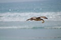 Seagull in flight at the beach other blue water Royalty Free Stock Photo