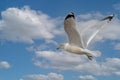 Seagull in flight