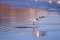 Seagull flight Royalty Free Stock Photo