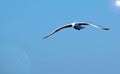 A seagull in flight on a blue sky. Royalty Free Stock Photo