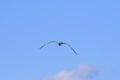 Seagull in flight and blue sky Royalty Free Stock Photo