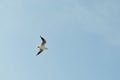 Seagull flight in blue sky, isolated