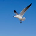 A Seagull in Flight with Blue Sky. Royalty Free Stock Photo