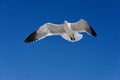 A Seagull in Flight with Blue Sky. Royalty Free Stock Photo