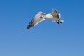 A Seagull in Flight with Blue Sky. Royalty Free Stock Photo