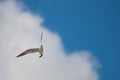 Seagull in flight in the blue sky and white cloud Royalty Free Stock Photo