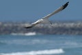 Seagull in flight with blurred breakwater Royalty Free Stock Photo