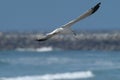 Seagull in flight with blurred breakwater