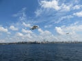 Seagull in flight on Bosphorus, Istanbul coastline in background