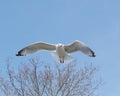 Seagull in flight, close Royalty Free Stock Photo