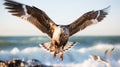 Seagull in flight. Close-up of a seagull in flight. Royalty Free Stock Photo