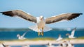 Seagull in flight. Close-up of a seagull in flight. Royalty Free Stock Photo