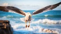 Seagull in flight. Close-up of a seagull in flight. Royalty Free Stock Photo